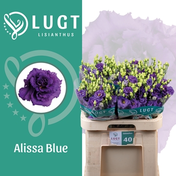 Lisianthus Double Alissa Blue 70cm