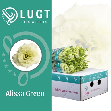 Lisianthus Double Alissa Green 70cm