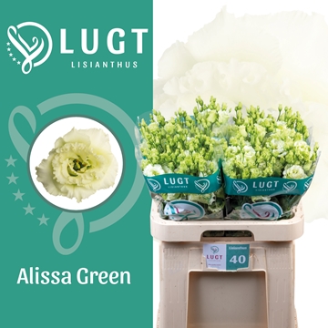 Lisianthus Double Alissa Green 70cm