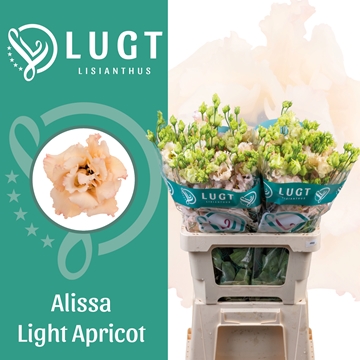 Lisianthus Double Alissa Apricot 70cm