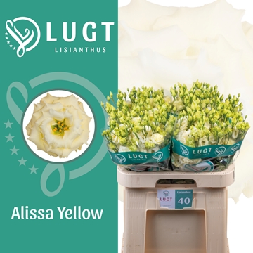 Lisianthus Double Alissa Yellow 70cm