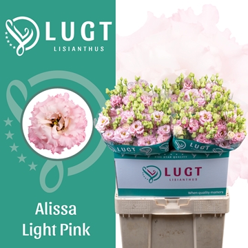 Lisianthus Double Alissa Light Pink 70cm