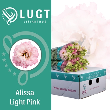 Lisianthus Double Alissa Light Pink 70cm