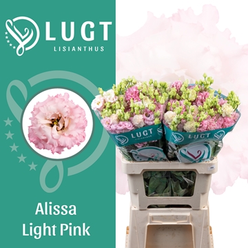 Lisianthus Double Alissa Light Pink 70cm