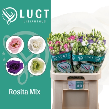 Lisianthus Double Mixed In Bucket 70cm