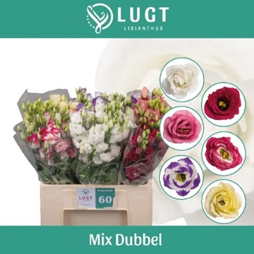 Lisianthus Double Mixed In Bucket 60cm