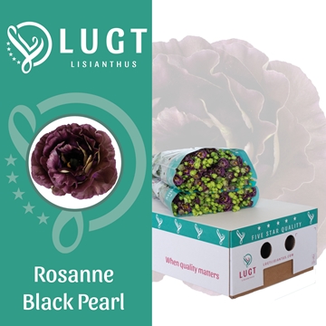 Lisianthus Double Black Pearl 70cm