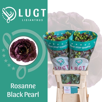 Lisianthus Double Black Pearl 70cm