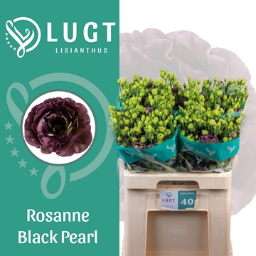 Lisianthus Double Black Pearl 70cm