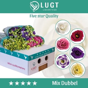 Lisianthus Double Mixed In Bucket 60cm