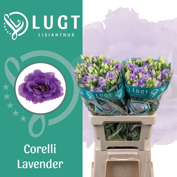 Lisianthus Double Corelli Lavender 70cm