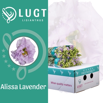 Lisianthus Double Alissa Lavendel 70cm