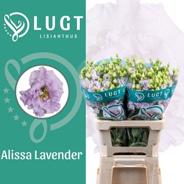 Lisianthus Double Alissa Lavendel 70cm