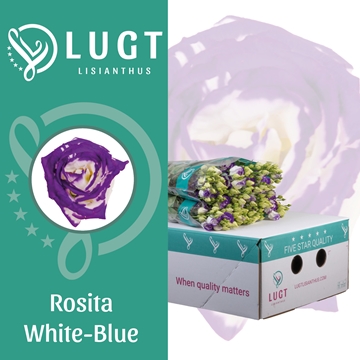 Lisianthus Double Rosita Blue Picotee 70cm