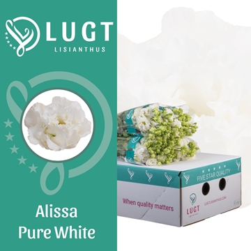 Lisianthus Double Alissa Pure White 70cm
