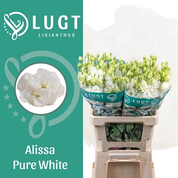 Lisianthus Double Alissa Pure White 70cm