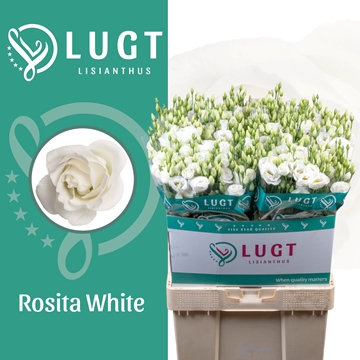 Lisianthus Double Rosita White 70cm