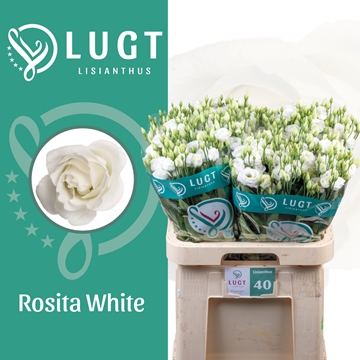 Lisianthus Double Rosita White 70cm