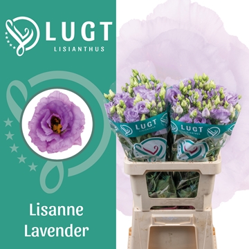 Lisianthus Double Lisanne Lavender 70cm