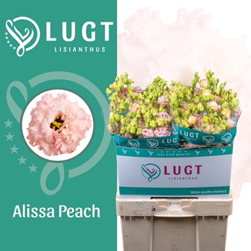 Lisianthus Double Alissa Peach 70cm