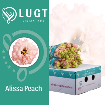 Lisianthus Double Alissa Peach 70cm
