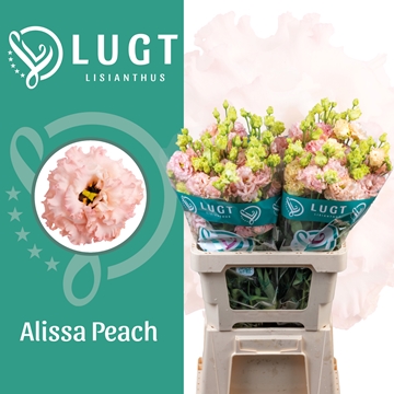 Lisianthus Double Alissa Peach 70cm
