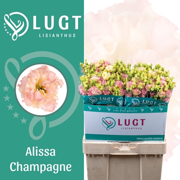 Lisianthus Double Alissa Champagne 70cm