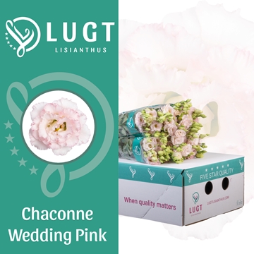 Lisianthus Double Chac Wedding Pink 70cm