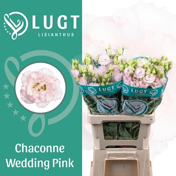 Lisianthus Double Chac Wedding Pink 70cm
