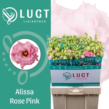 Lisianthus Double Alissa Rose Pi 70cm