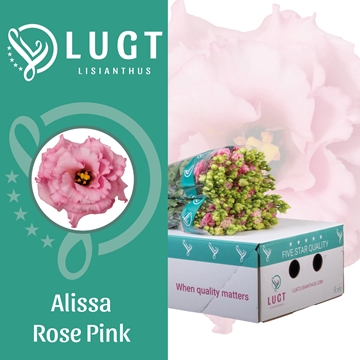 Lisianthus Double Alissa Rose Pi 70cm