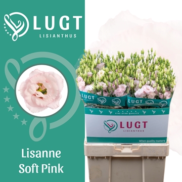Lisianthus Double Lis Soft Pink 70cm