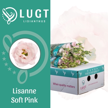 Lisianthus Double Lis Soft Pink 70cm