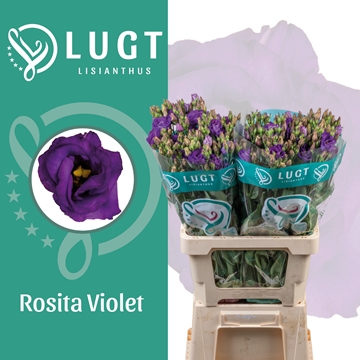 Eus G Rosita Violet 70cm