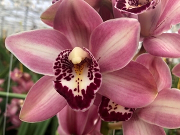 Cymbidium Mini Boudi 50cm
