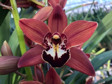 Cymbidium Mini Brownie 40cm