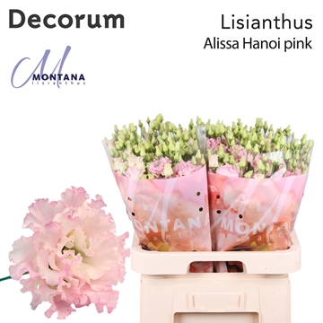 Lisianthus Double Alissa Pink 70cm
