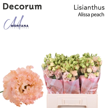 Lisianthus Double Alissa Peach 60cm
