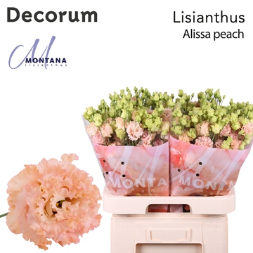 Lisianthus Double Alissa Peach 70cm