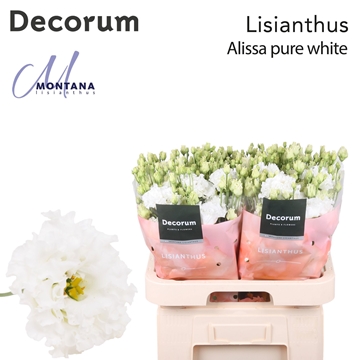 Lisianthus Double Alissa Pure White 70cm