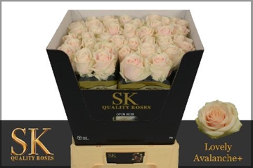 Rosa Lovely Avalanche 70cm