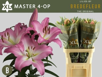 Lilium Ot Master 100cm 4/5bl