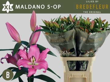 Lilium Ot Maldano 100cm 5/7bl