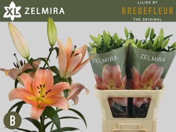 Lilium Ot Zelmira 100cm 5/7bl