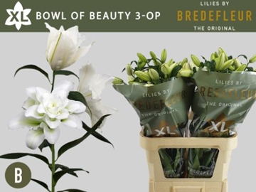 Li Or Du Bo Of Beaut 85cm 3/5bl