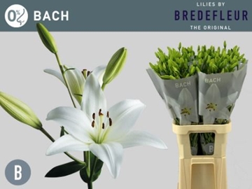 Lilium La Bach 90cm 4/5bl