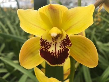 Cymbidium Mini Floris Vera 70cm