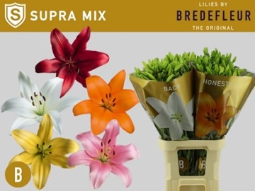 Lilium La Mixed In Bucket 90cm 5/7bl