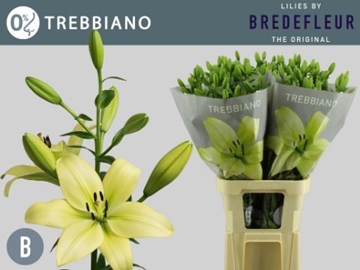Lilium La Trebbiano 90cm 4/5bl