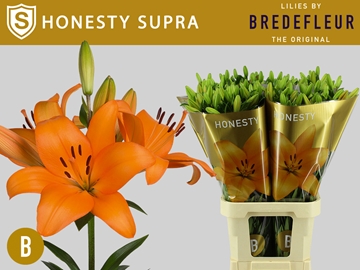Lilium La Honesty 100cm 5/7bl